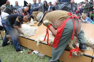Festival of Sheep Shearing in Tatev